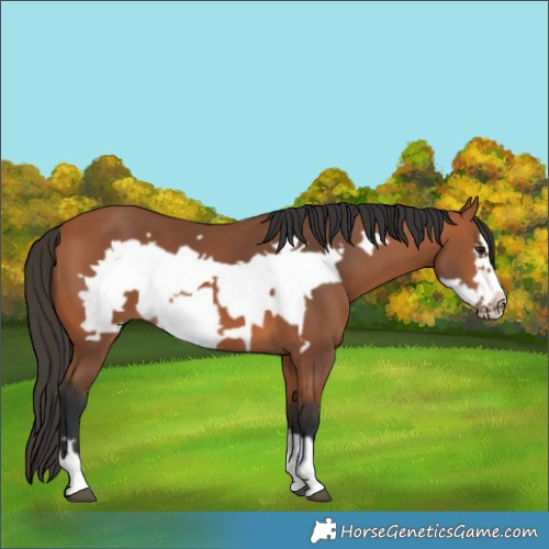 Horse Color:Bay Frame
