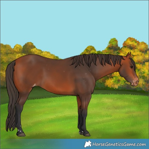 Horse Color:Bay Varnish 