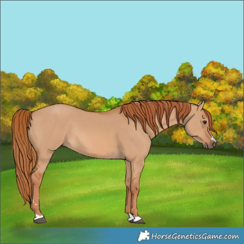 Horse Color:Red Dun Rabicano