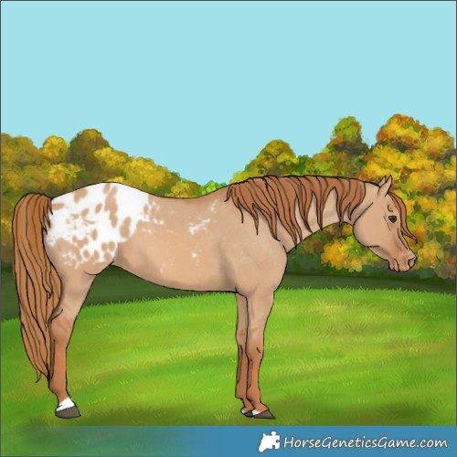 Horse Color:Red Dun Blanket