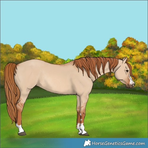 Horse Color:Red Dun Rabicano 
