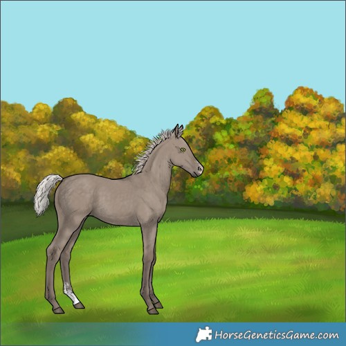 Horse Color:Unknown 