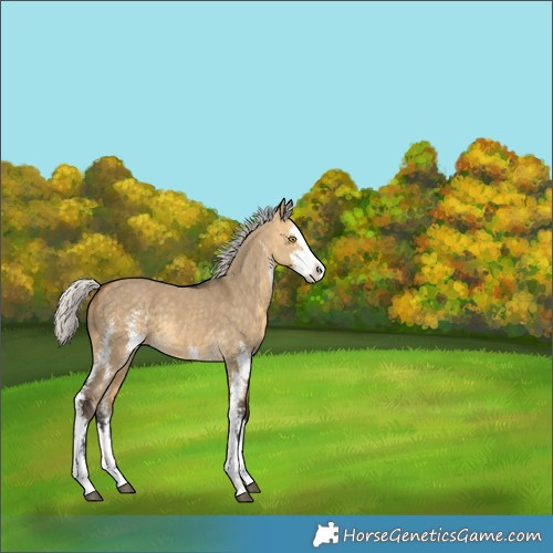 Horse Color:Unknown 