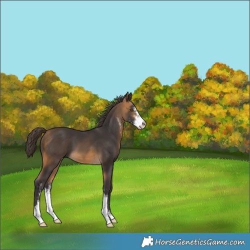 Horse Color:Buckskin Sabino