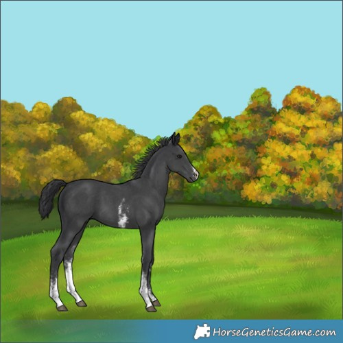 Horse Color:Unknown 
