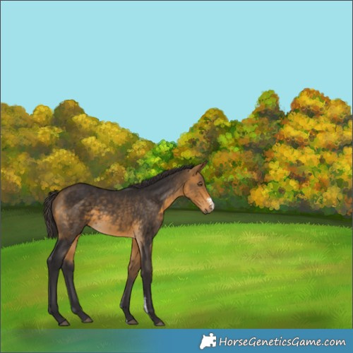 Horse Color:Unknown 
