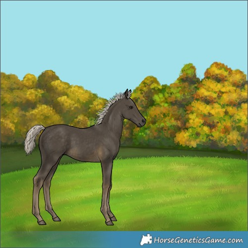 Horse Color:Unknown 