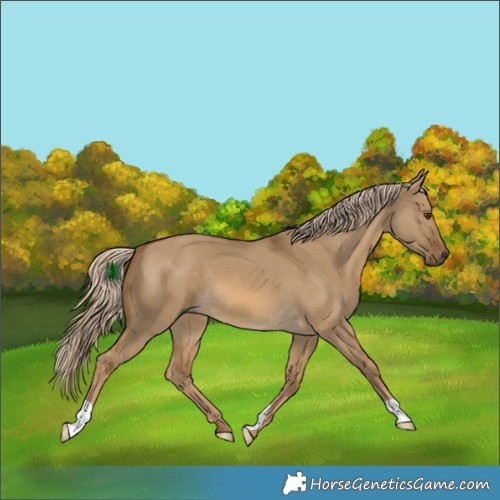 Horse Color:Chocolate Palomino Dun
