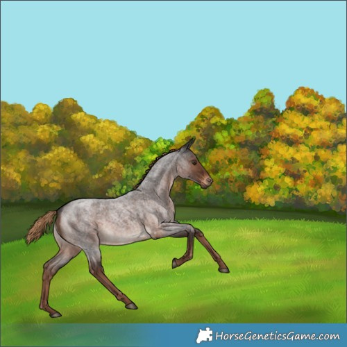 Horse Color:Liver Red Roan 