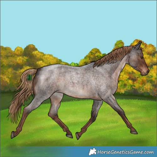 Horse Color:Liver Red Roan 