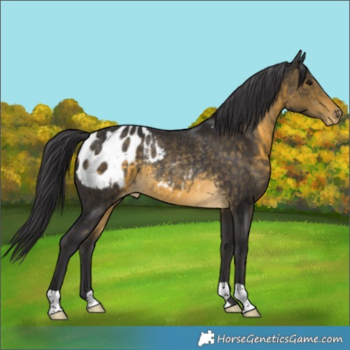 Horse Color:Unknown 
