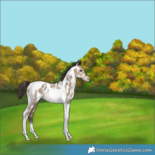 Horse Color:Brown Dun Tobiano Appaloosa Rabicano