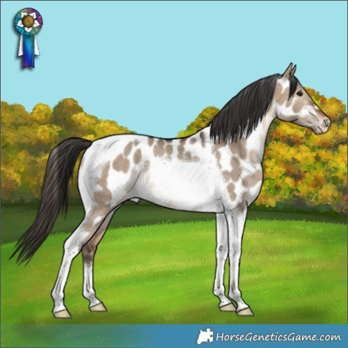 Horse Color:Brown Dun Tobiano Appaloosa Rabicano