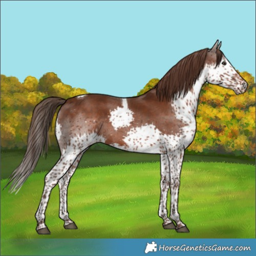 Horse Color:Liver Chestnut Splash Tobiano