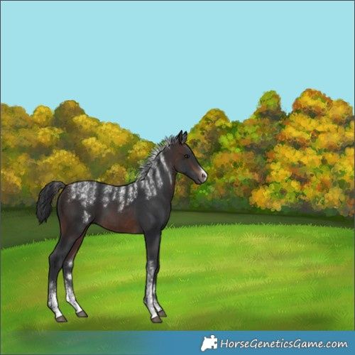 Horse Color:Powder White Brown 