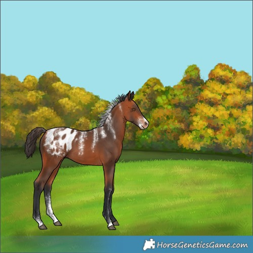 Horse Color:Unknown 