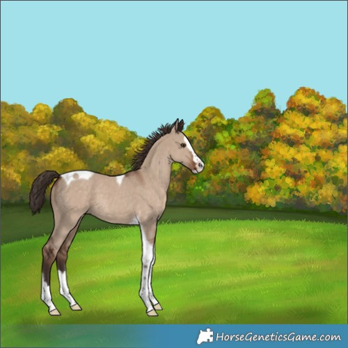 Horse Color:Unknown 