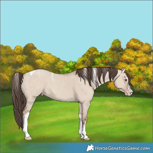 Horse Color:Powder White Classic Champagne Dun Splash Tobiano