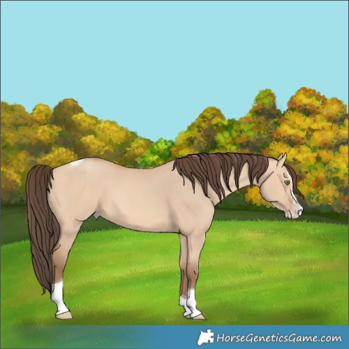 Horse Color:Amber Champagne Dun Splash Tobiano