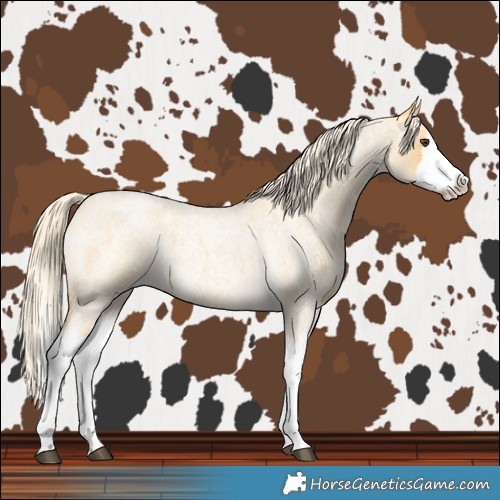 Horse Color:Palomino Roan Splash 