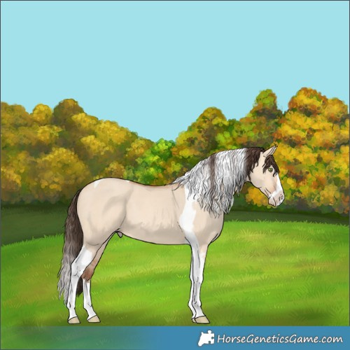 Horse Color:Amber Champagne Dun Splash Tobiano