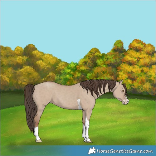 Horse Color:Classic Champagne Dun Splash Tobiano