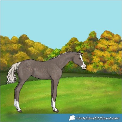 Horse Color:Silver Black Splash 