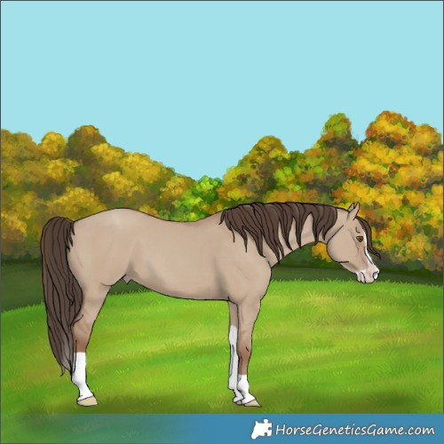 Horse Color:Classic Champagne Dun Splash Tobiano