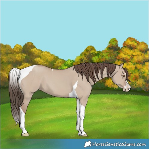 Horse Color:Classic Champagne Dun Splash Tobiano