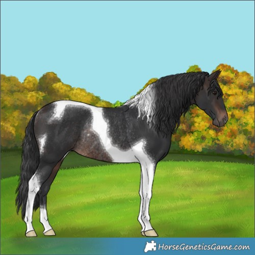 Horse Color:Brown Tobiano Rabicano
