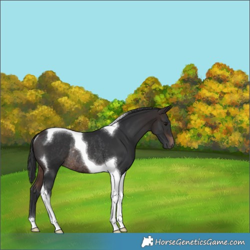 Horse Color:Brown Tobiano Rabicano 