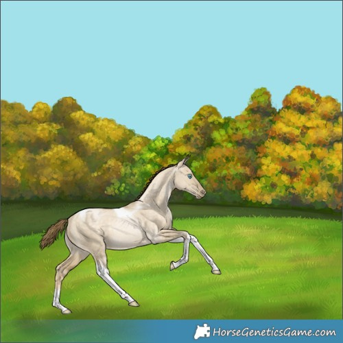 Horse Color:Buckskin Dun Tobiano Rabicano 