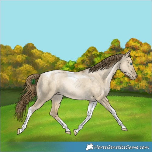 Horse Color:Buckskin Dun Tobiano Rabicano