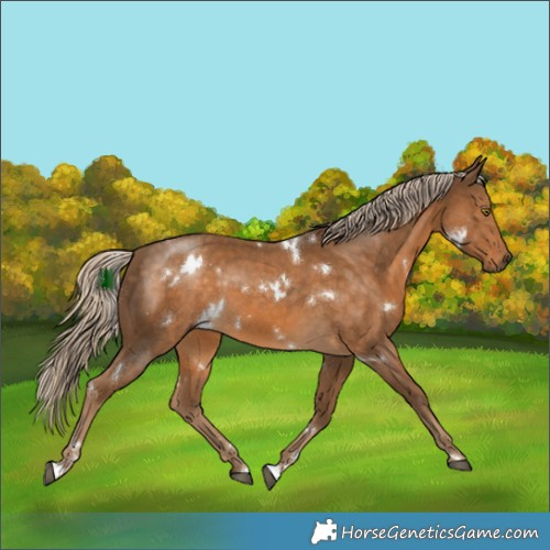Horse Color:White Spotted Chocolate Palomino 