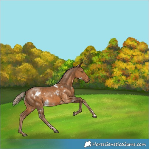 Horse Color:White Spotted Chocolate Palomino 