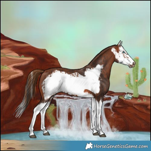 Horse Color:Chestnut Splash Frame  and Bay Splash Frame 