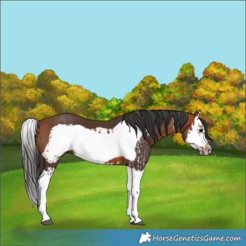 Horse Color:Bay Splash Frame and Bay Splash Frame