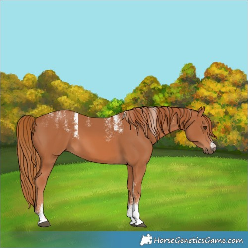 Horse Color:Powder White Chestnut