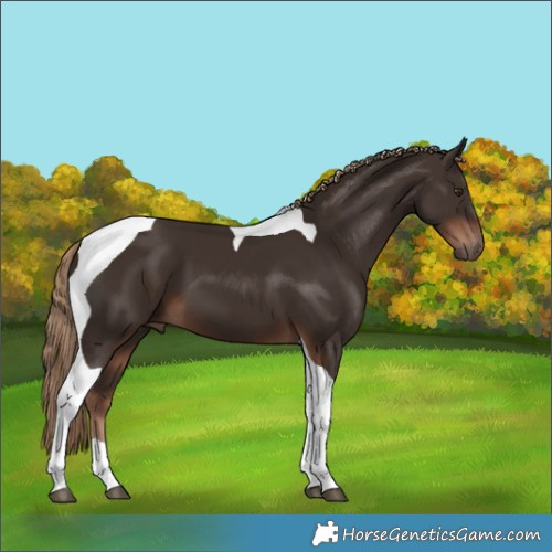 Horse Color:Liver Chestnut Tobiano 