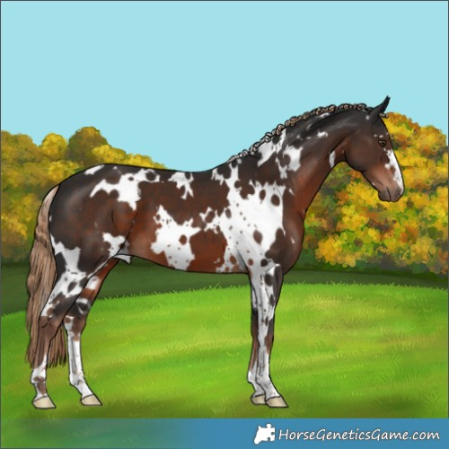 Horse Color:White Spotted Liver Chestnut