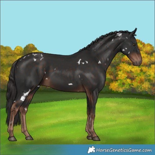 Horse Color:White Spotted Liver Chestnut