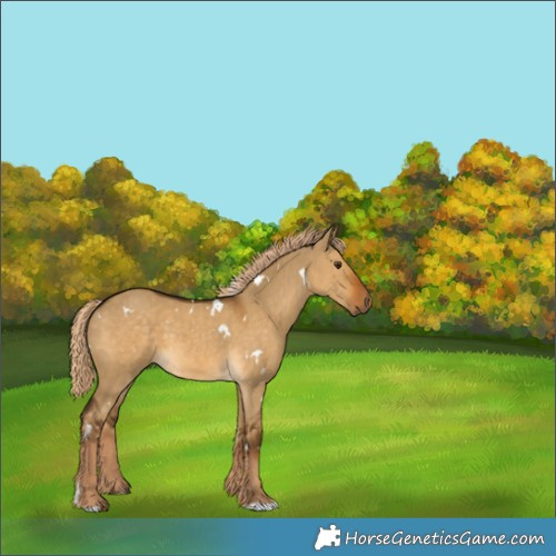 Horse Color:White Spotted Chocolate Palomino Dun 