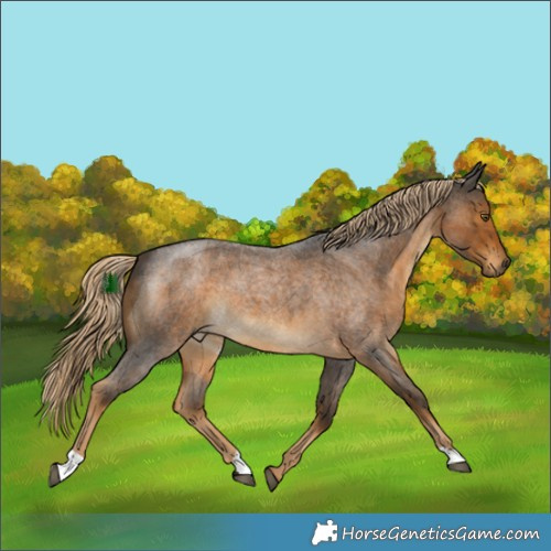 Horse Color:Chocolate Palomino Roan