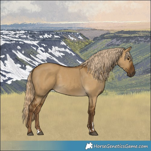 Horse Color:Chocolate Palomino Dun