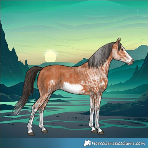 Horse Color:Bay Splash Frame  and White Spotted Bay Splash Frame 