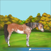 Horse Color:Bay Splash Frame and White Spotted Bay Splash Frame