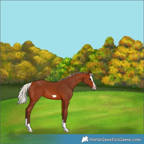 Horse Color:Silver Bay Splash Frame