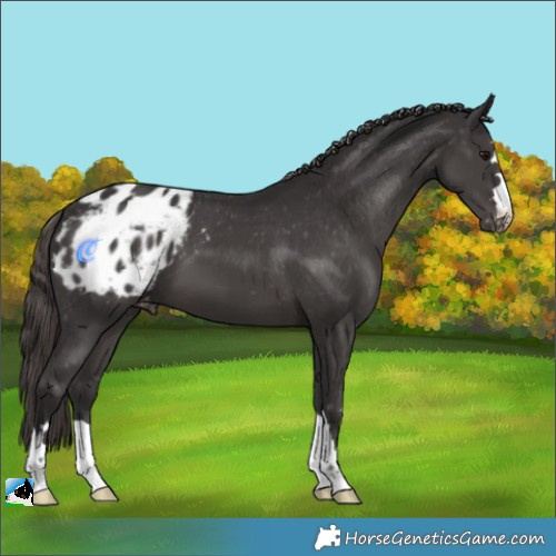 Horse Color:Smoky Black Appaloosa