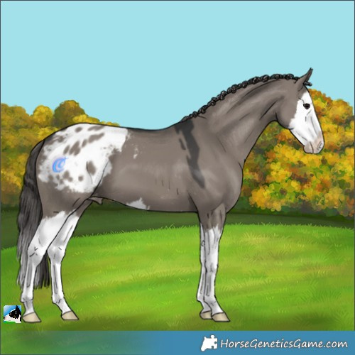 Horse Color:Grullo Splash Varnish