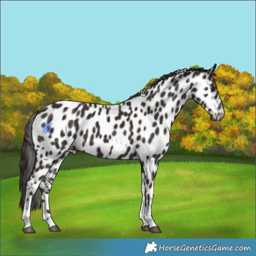 Horse Color:Liver Chestnut Tobiano Appaloosa 